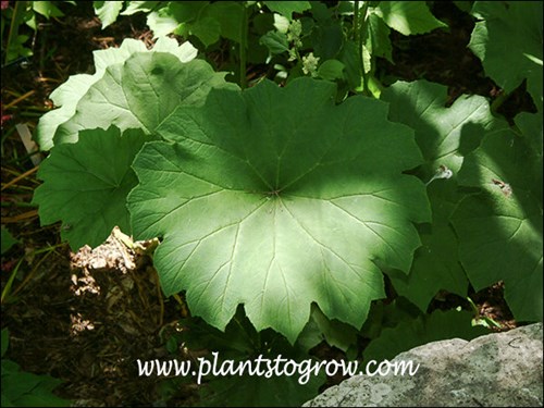 Astilboides (Astilboides tubularis)
The very large rounded lobed peltatus (shield shaped) leaf.